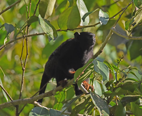 Red-handed Tamarinde (Zwart Zijdeaapje)