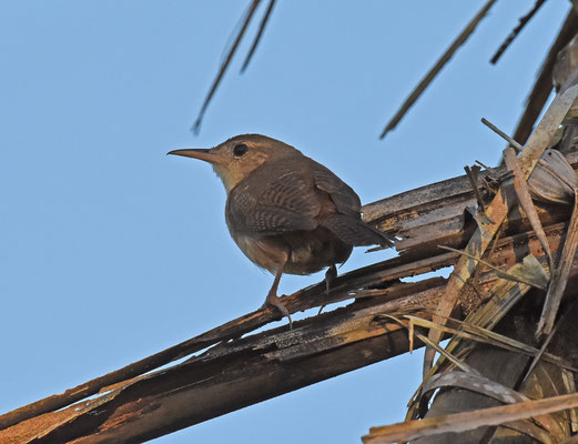 House Wren