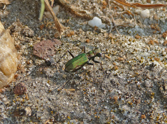 Cylindera germanica - Duitse zandloopkever