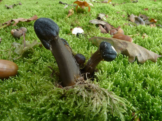 Cordyceps longisegmentis - Grootsporige truffelknotszwam