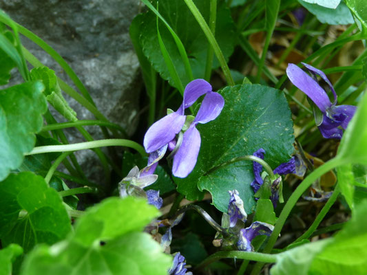 Viola rupestris - Zandviooltje