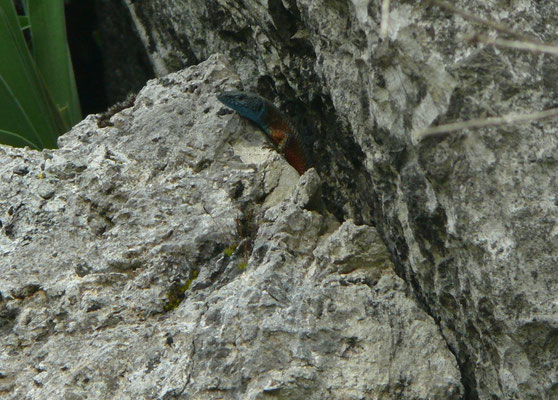Algyroides nigropunctatus
