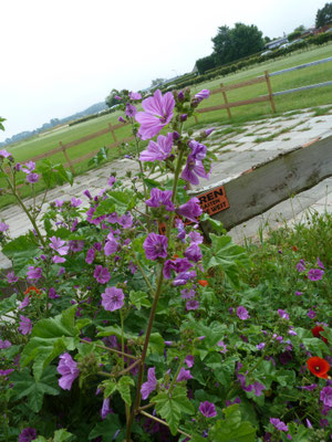 Malva sylvestris - Groot kaasjeskruid