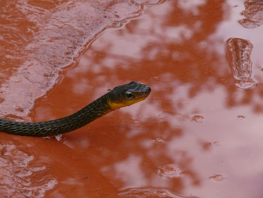 Chironius exoletus - Groene Kielrugslang (reditere)
