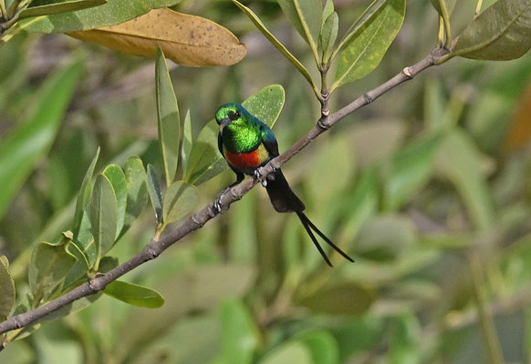 Nectarinia coccinigaster - Splendid Sunbird