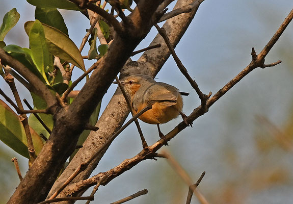 Sylvietta brachyura - Northern Crombec