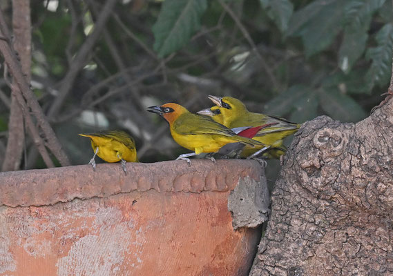 Ploceus nigricollis - Oilive naped_Black-necked Weaver