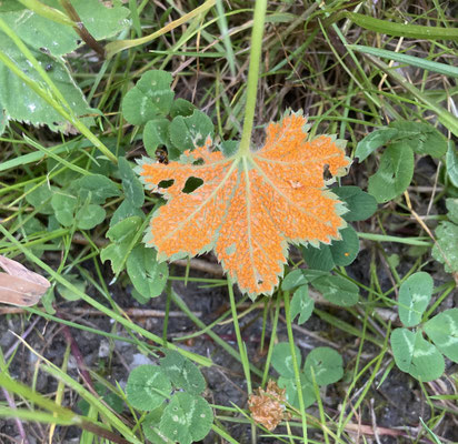 Trachyspora intrusa - Gewone vrouwenmantelroest