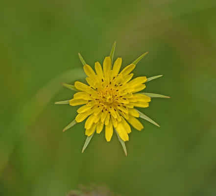 Tragopogon dubius - Bleke morgenster