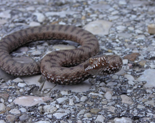 Bosnische adder (Vipera berus bosniensis)