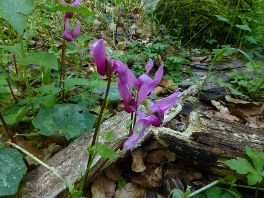 Cyclamen hederifolium - Napolitaanse cyclamen