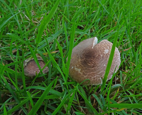 Vaalroze Parasolzwam