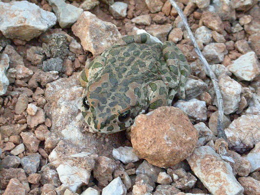 Bufotes viridis (groene pad)