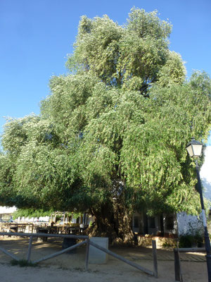 een hele oude olijfboom