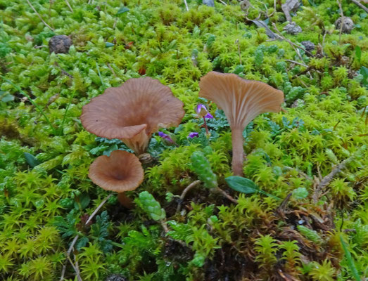 Roodbruin trechtertje