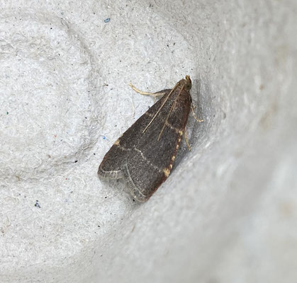 Hypsopygia glaucinalis - Tweelijnmot