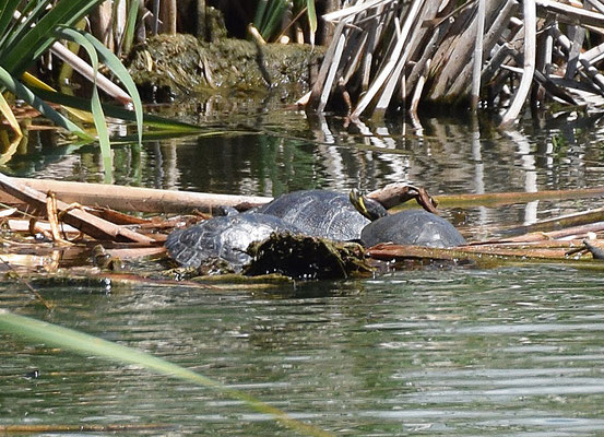 Trachemys scripta troosti - Geelwangschildpad