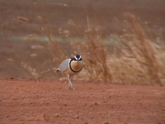 Pluvianus aegyptius - Egyptian Plover