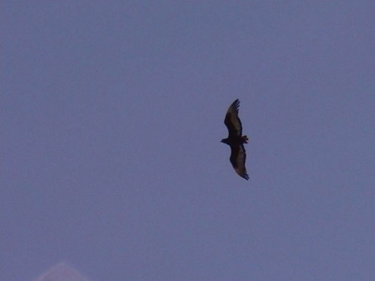 Terathopius ecaudatus - Bateleur
