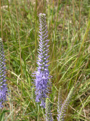 Veronica spicata - Aarereprijs