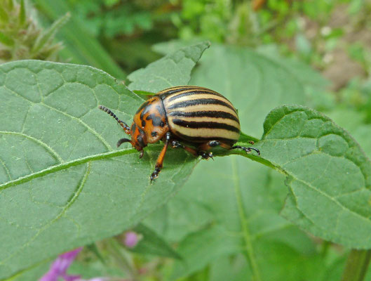 Leptinotarsa decemlineata - Coloradokever
