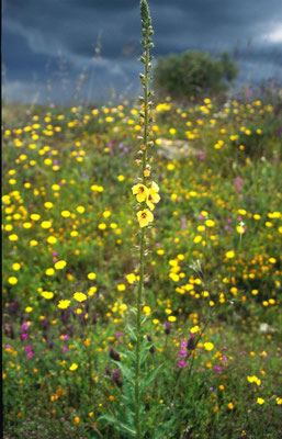 Verbascum blattaria - Mottenkruid