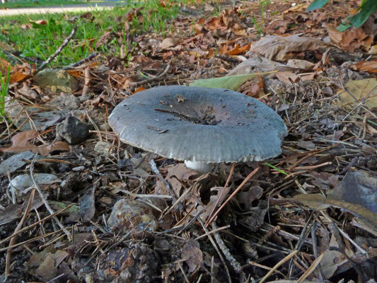 Russula ionochlora - Violetgroene russula