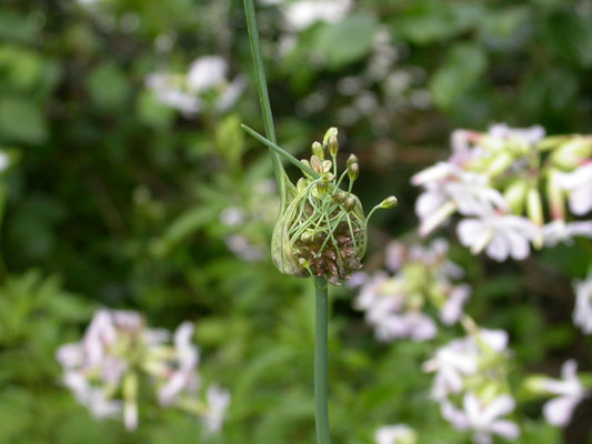 Allium carinatum - Berglook
