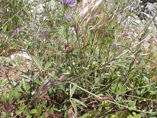 Psoralea bituminosa - Pekklaver