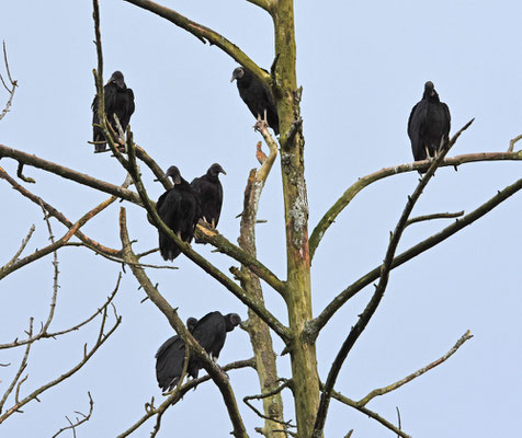 Black Vulture