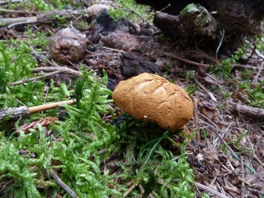 Buchwaldoboletus lignicola - Houtboleet