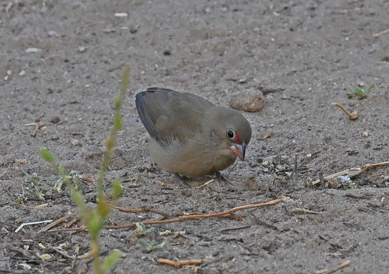 Lagonosticta senegala - Red-billed Firefinch