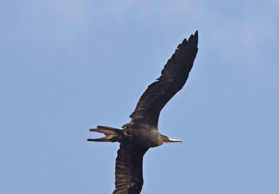 Amerikaanse Fregatvogel