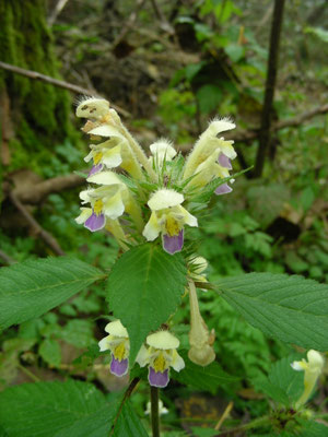 Galeopsis speciosa - Dauwnetel