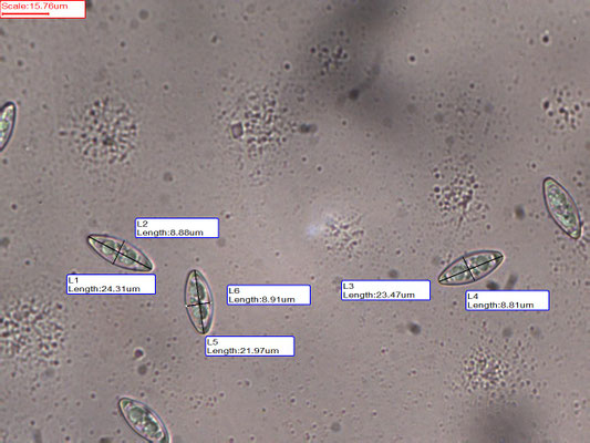 Byssonectria aggregata - Klein oranje zandschijfje
