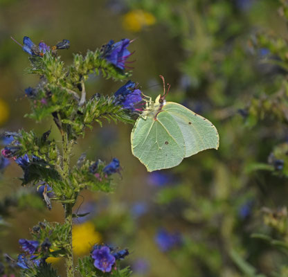 Citroenvlinder