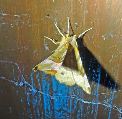 Selenia tetralunaria - Halvemaanvlinder