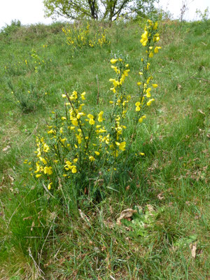 Cytisus scoparius - Brem