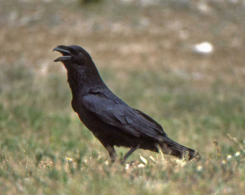 Chihuahuan Raven