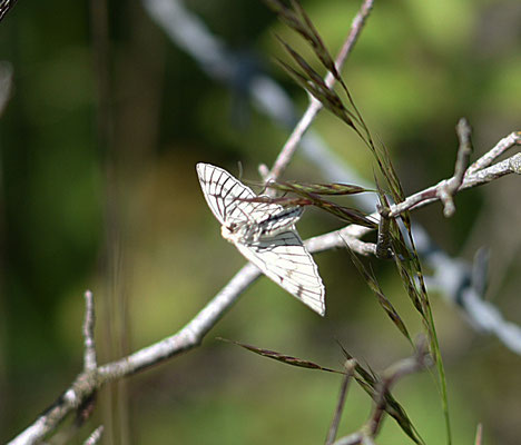 Vals witje