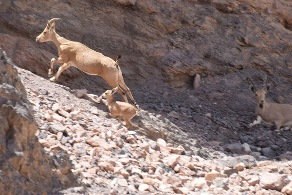 Nubische steenbok