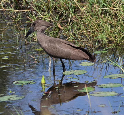 Scopus umbretta - Hamerkop