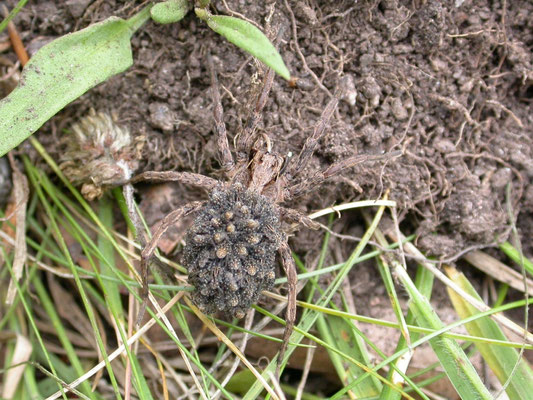 Hogna radiata