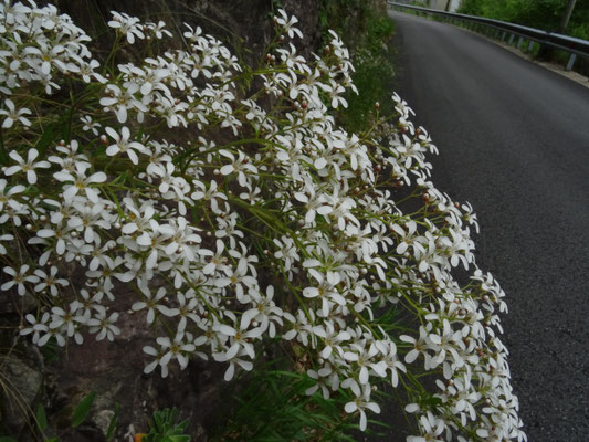 Saxifraga cotyledon