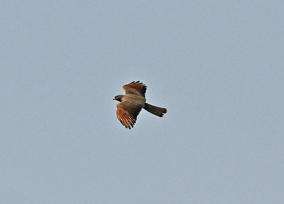 Butastur rufipennis - Grasshopper Buzzard