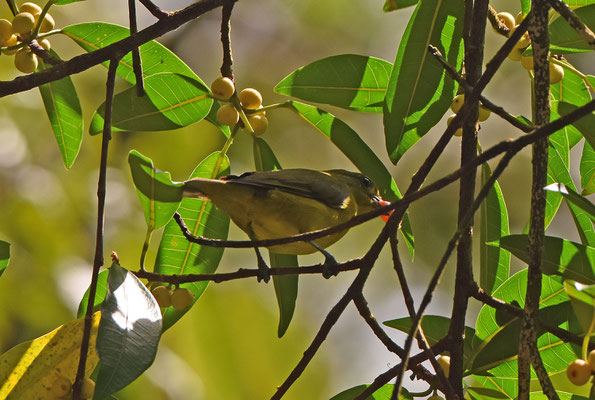 Violaceous Euphonia, female