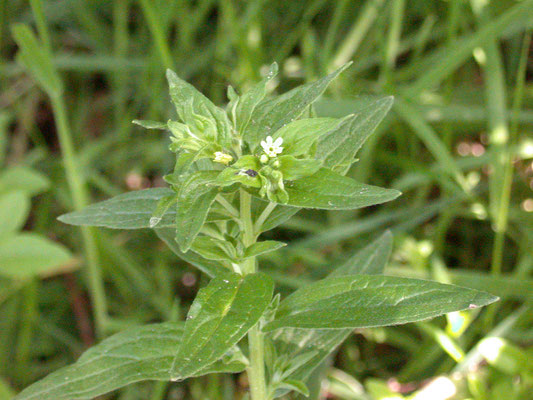 Lithospermum officinale - Glad parelzaad