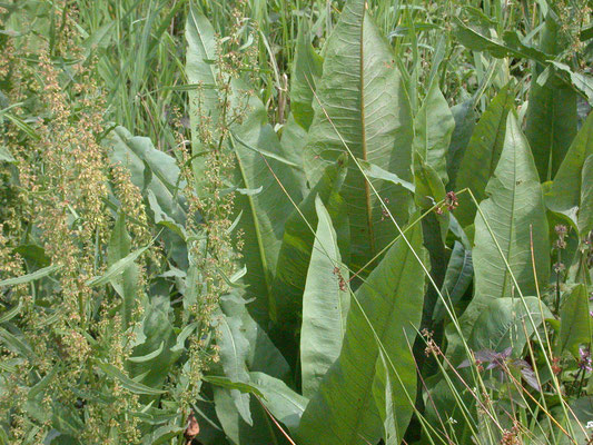 Rumex hydrolapathum - Waterzuring