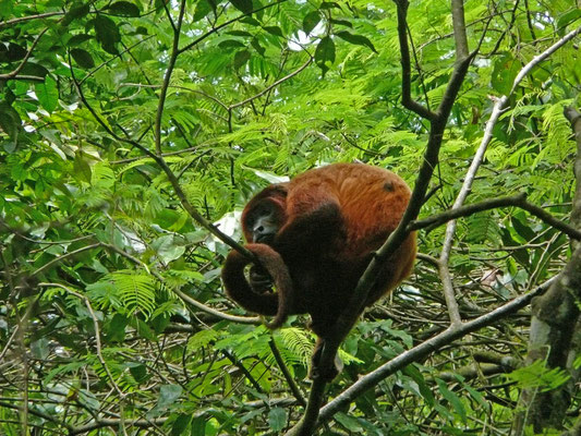 Alouatta macconnelli - Guyanabrulaap
