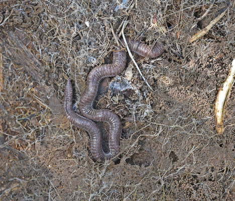 Zuidwest-Iberische wormhagedis